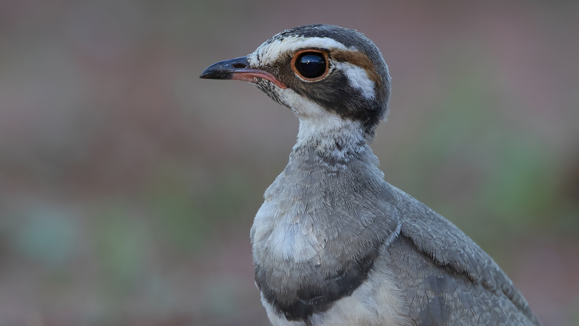 Eleonora's Falcon — Ana fotoğraf